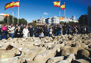 Đàn cừu diễu hành qua các đường phố của thủ đô Madrid.